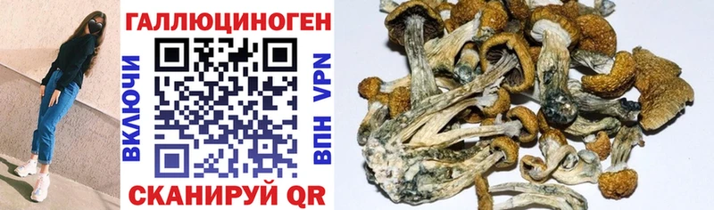 Псилоцибиновые грибы Cubensis  Бежецк 